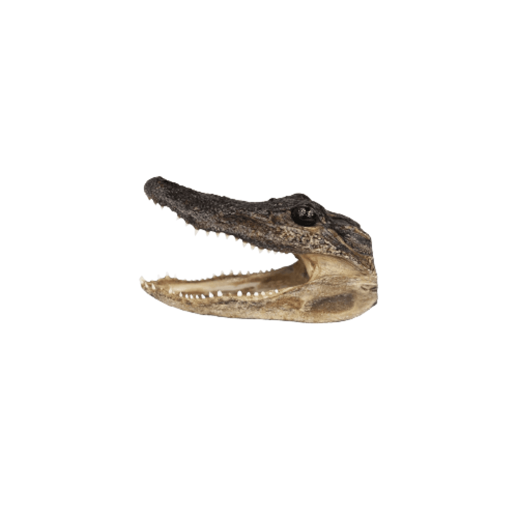 Taxidermied Authentic American Alligator Head